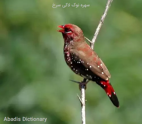 سهره نوک لاکی سرخ